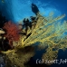 fan_sea_lr_mb_h_0163_png2686.jpg